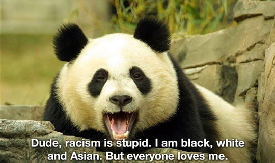 funny-panda-bear-black-white-asian.jpg